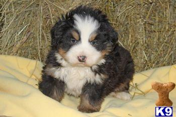 Bernese Mountain Dog Puppies for Sale